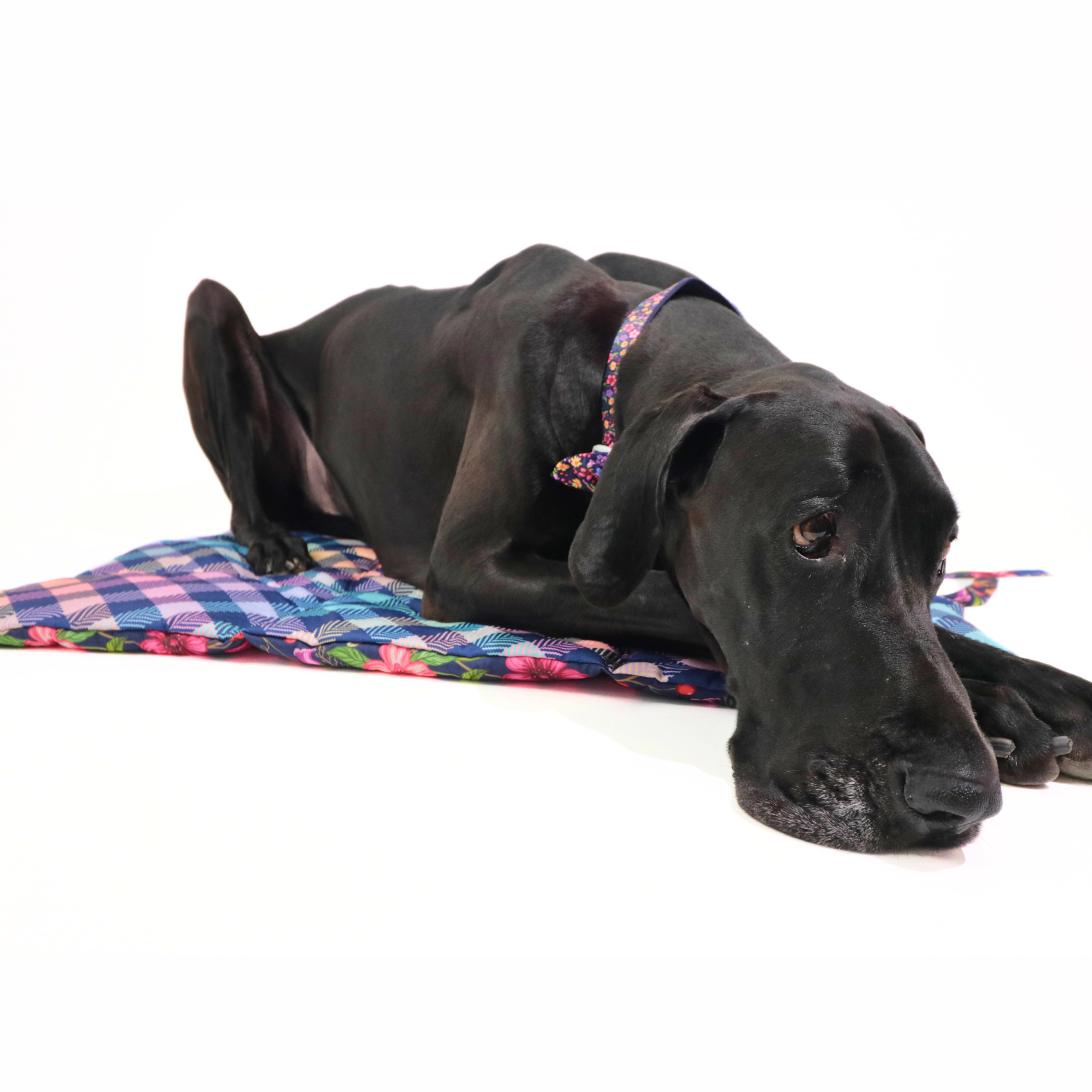 ON-THE-GO PET MAT: Petal Paradise