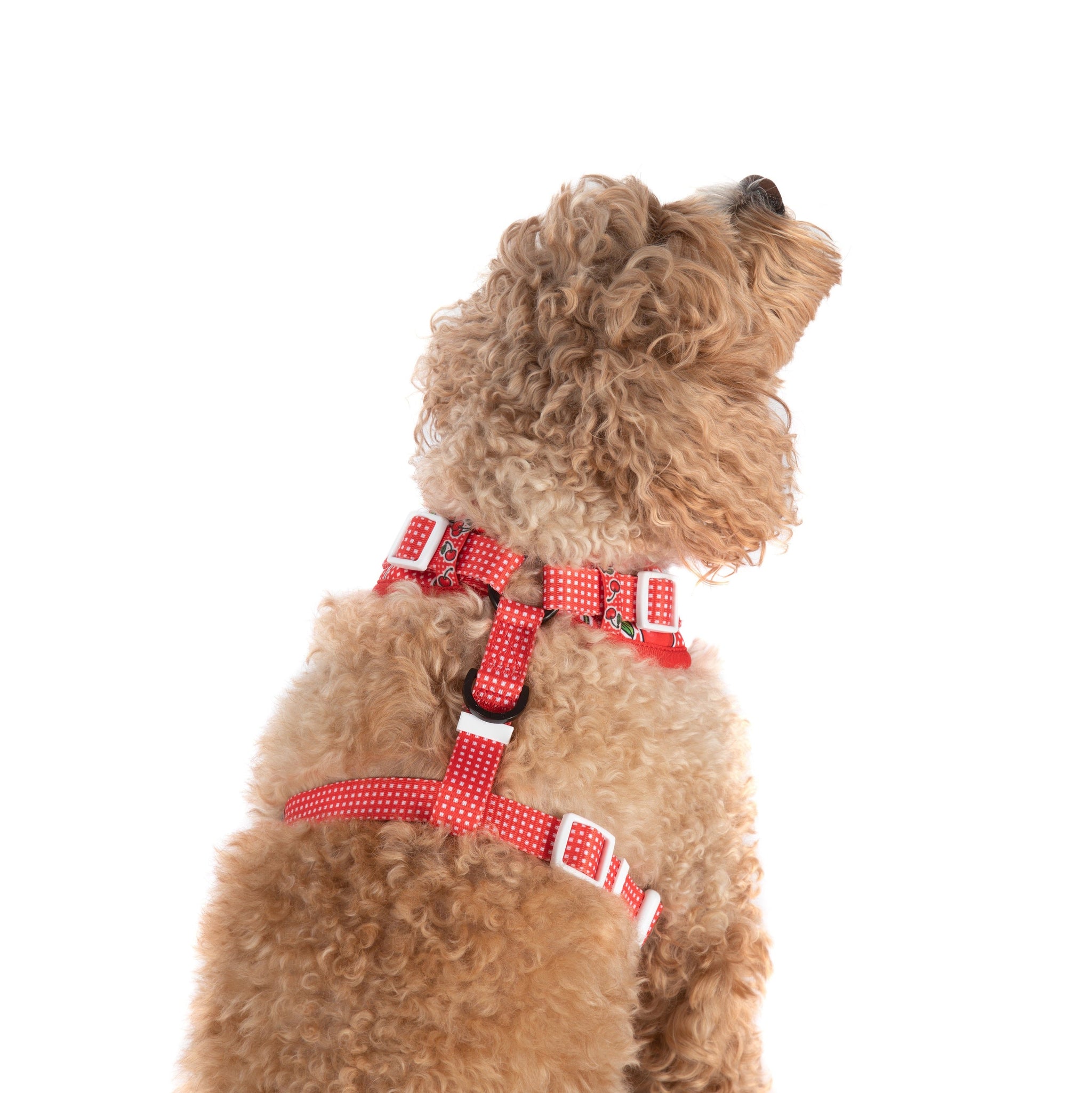 ADJUSTABLE DOG HARNESS: Cherrylicious {FINAL SALE}