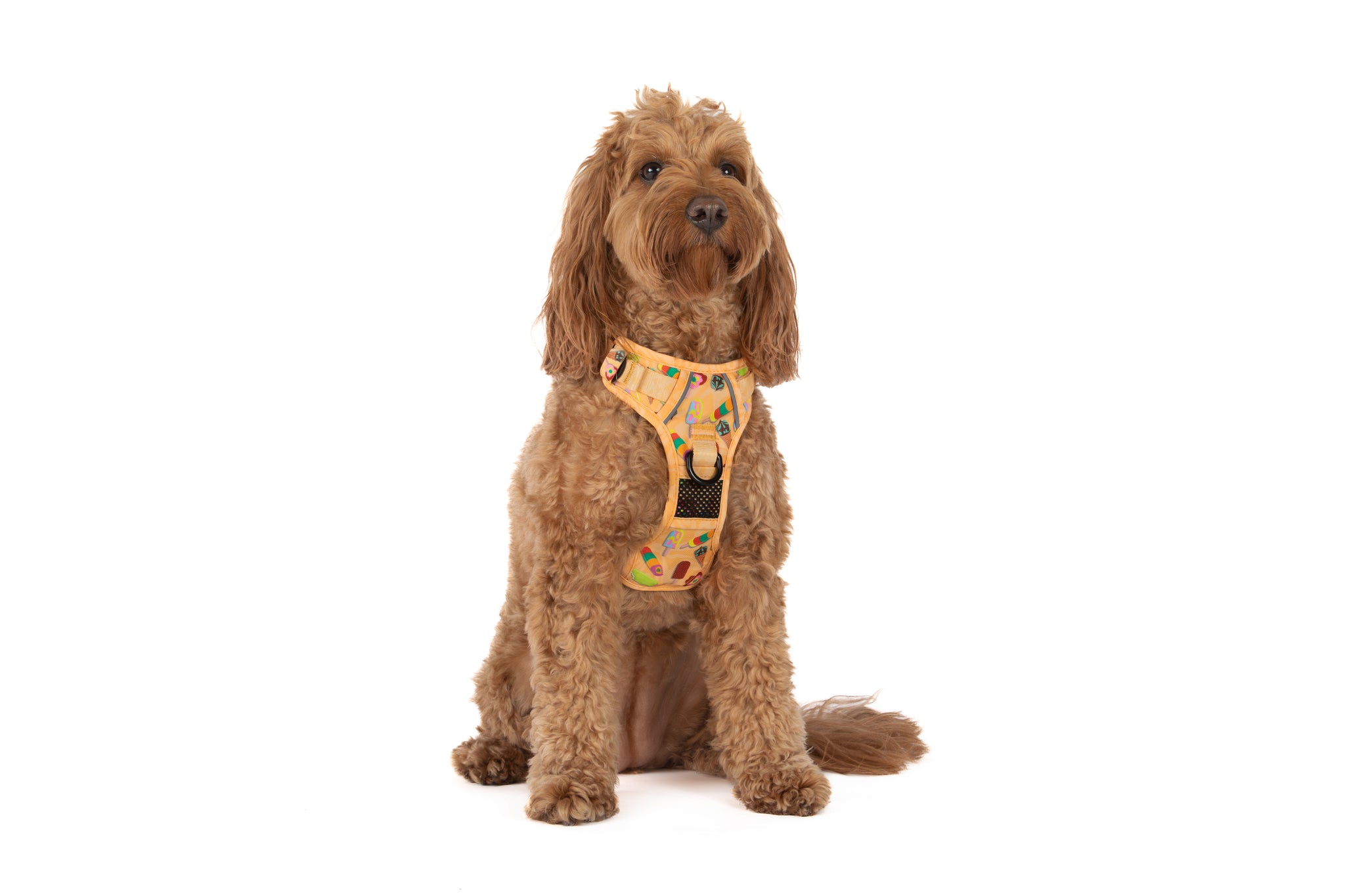 THE ALL-ROUNDER DOG HARNESS: Aussie Faves {FINAL SALE}