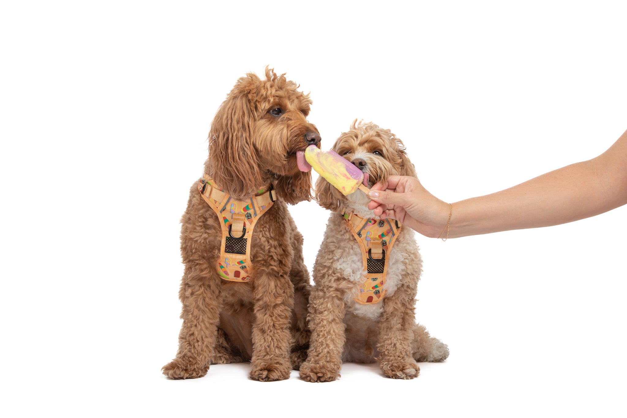 THE ALL-ROUNDER DOG HARNESS: Aussie Faves {FINAL SALE}