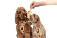 THE ALL-ROUNDER DOG HARNESS: Aussie Faves {FINAL SALE}