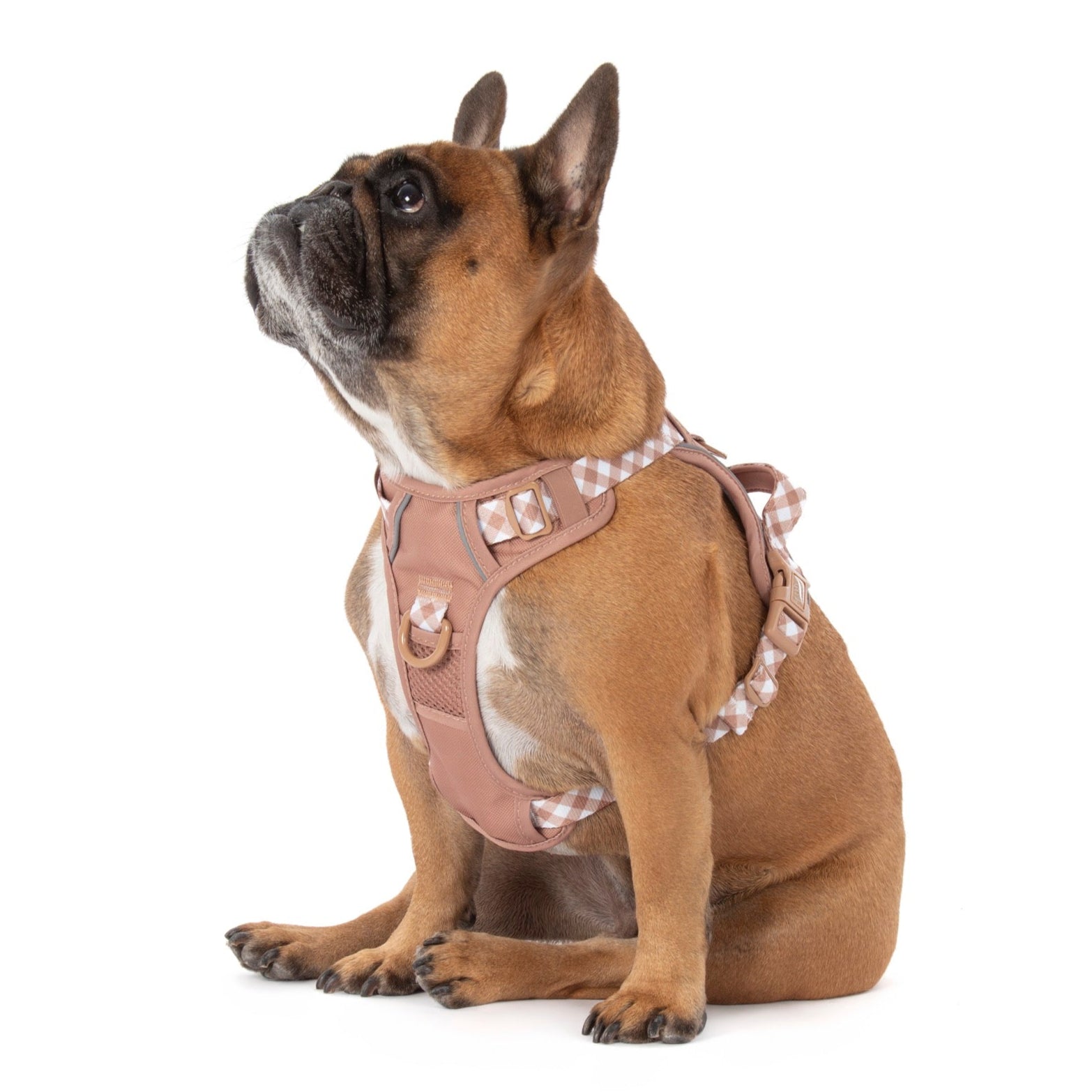 THE ALL-ROUNDER DOG HARNESS: Coffee