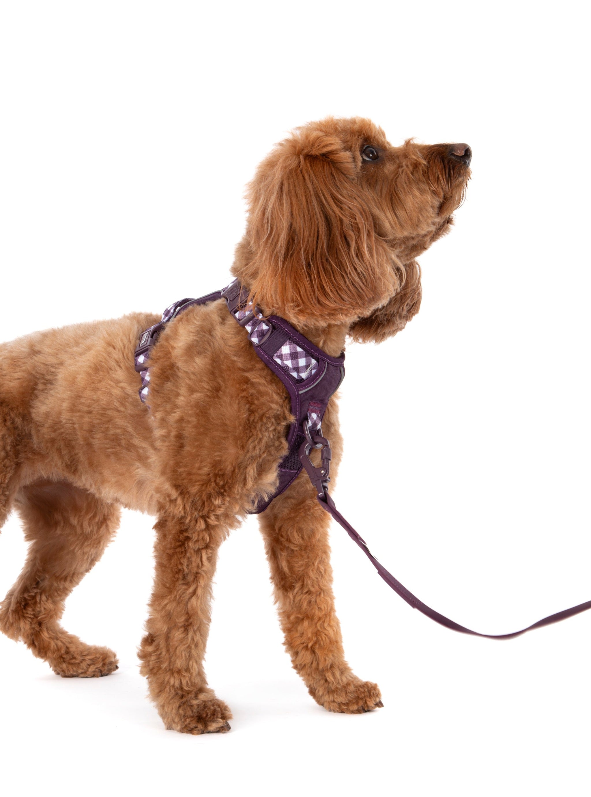 THE ALL-ROUNDER DOG HARNESS: Plum