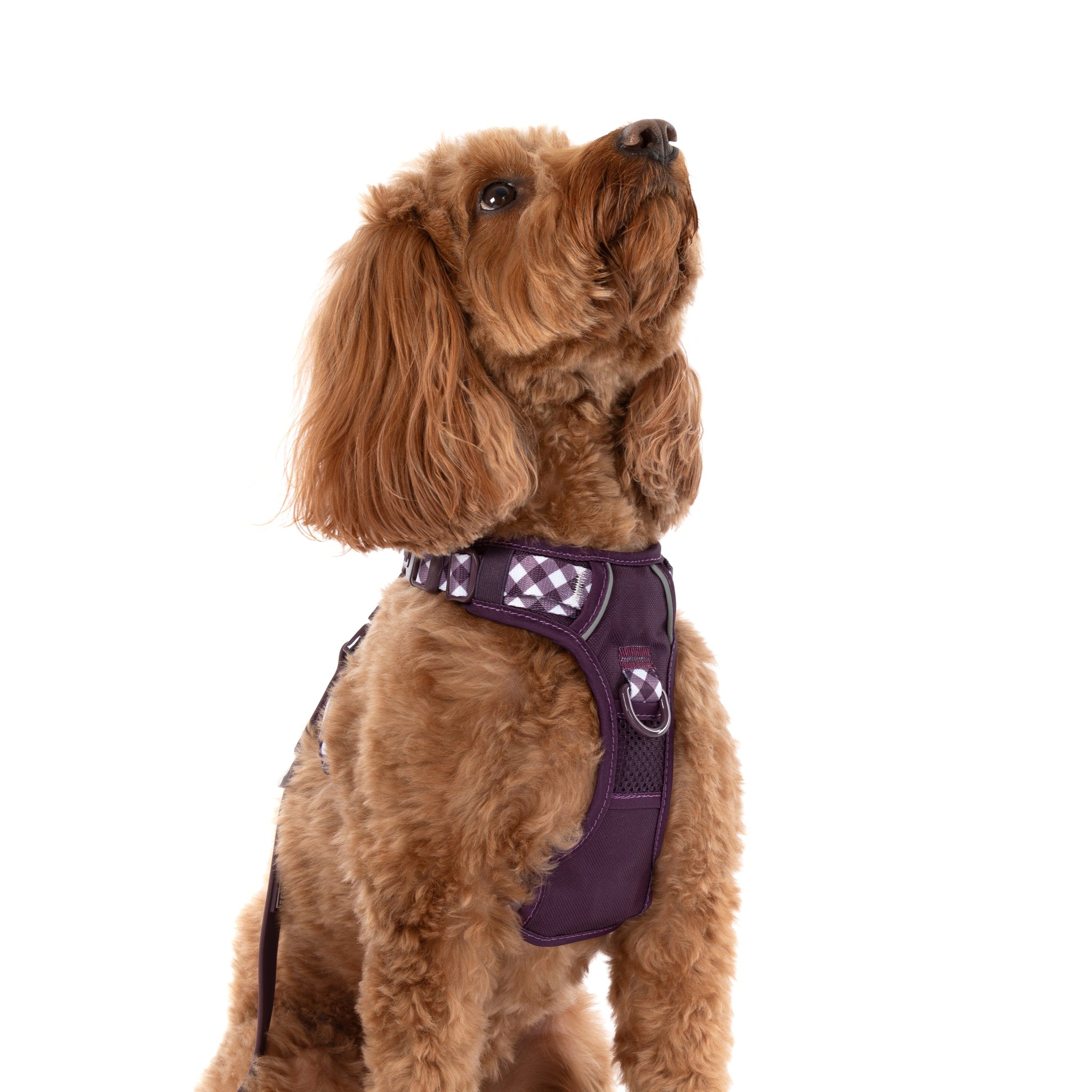 THE ALL-ROUNDER DOG HARNESS: Plum