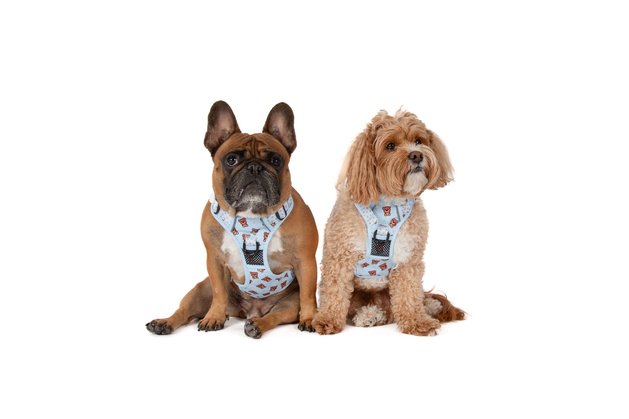 THE ALL-ROUNDER DOG HARNESS: Cuddle Club