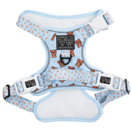 Adjustable blue dog harness with brown teddy bear design and white paw print accents, featuring metal buckles and a branded patch.