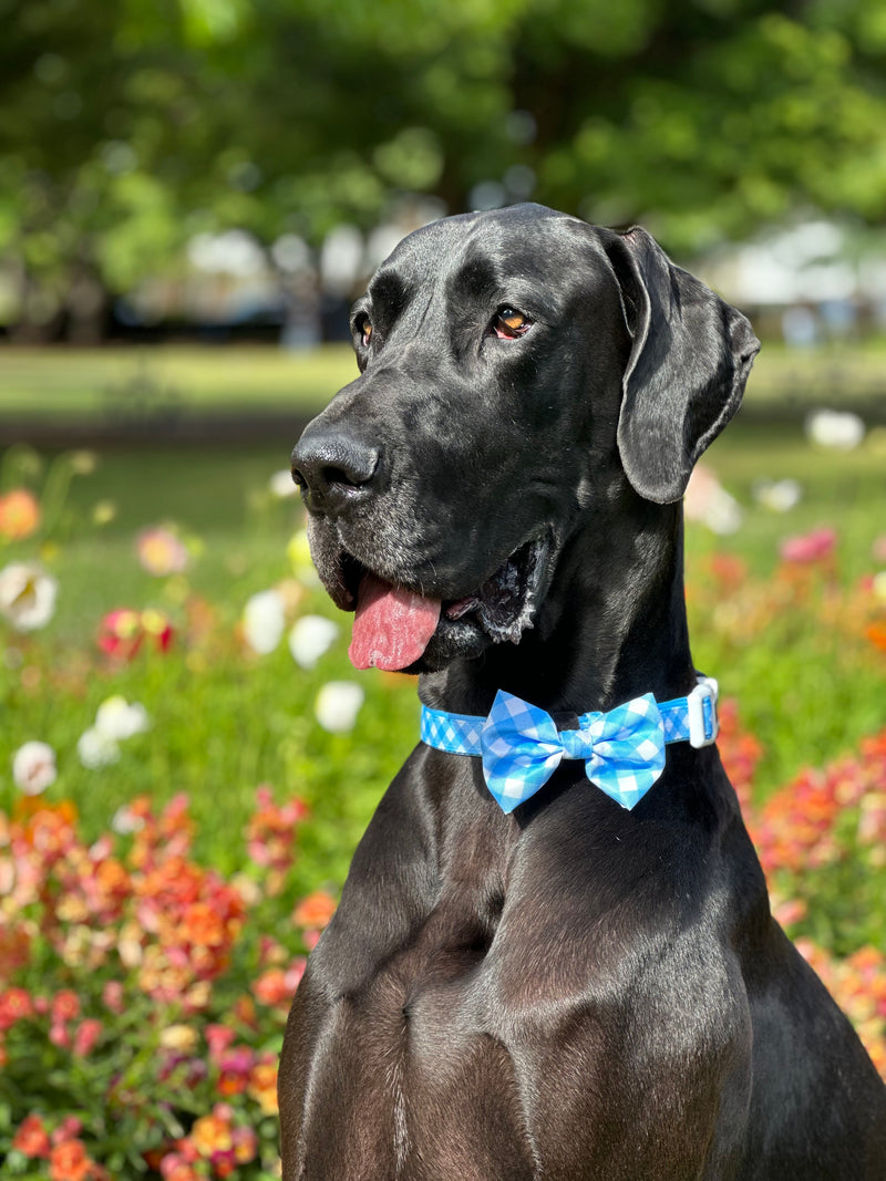 DOG COLLAR & BOW TIE: Blueberry Gingham