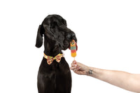 DOG COLLAR & BOW TIE: Aussie Faves {FINAL SALE}