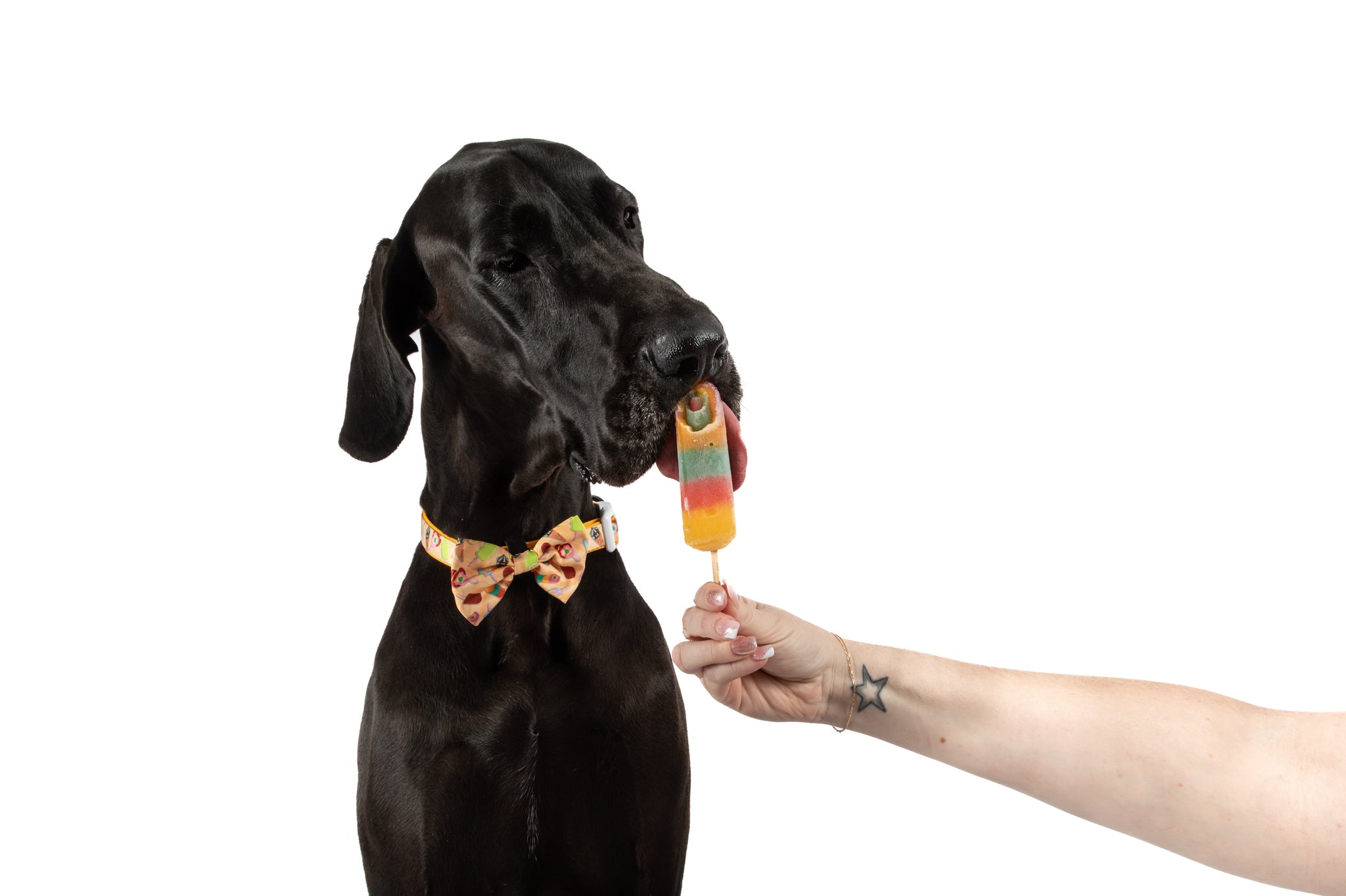 DOG COLLAR & BOW TIE: Aussie Faves {FINAL SALE}