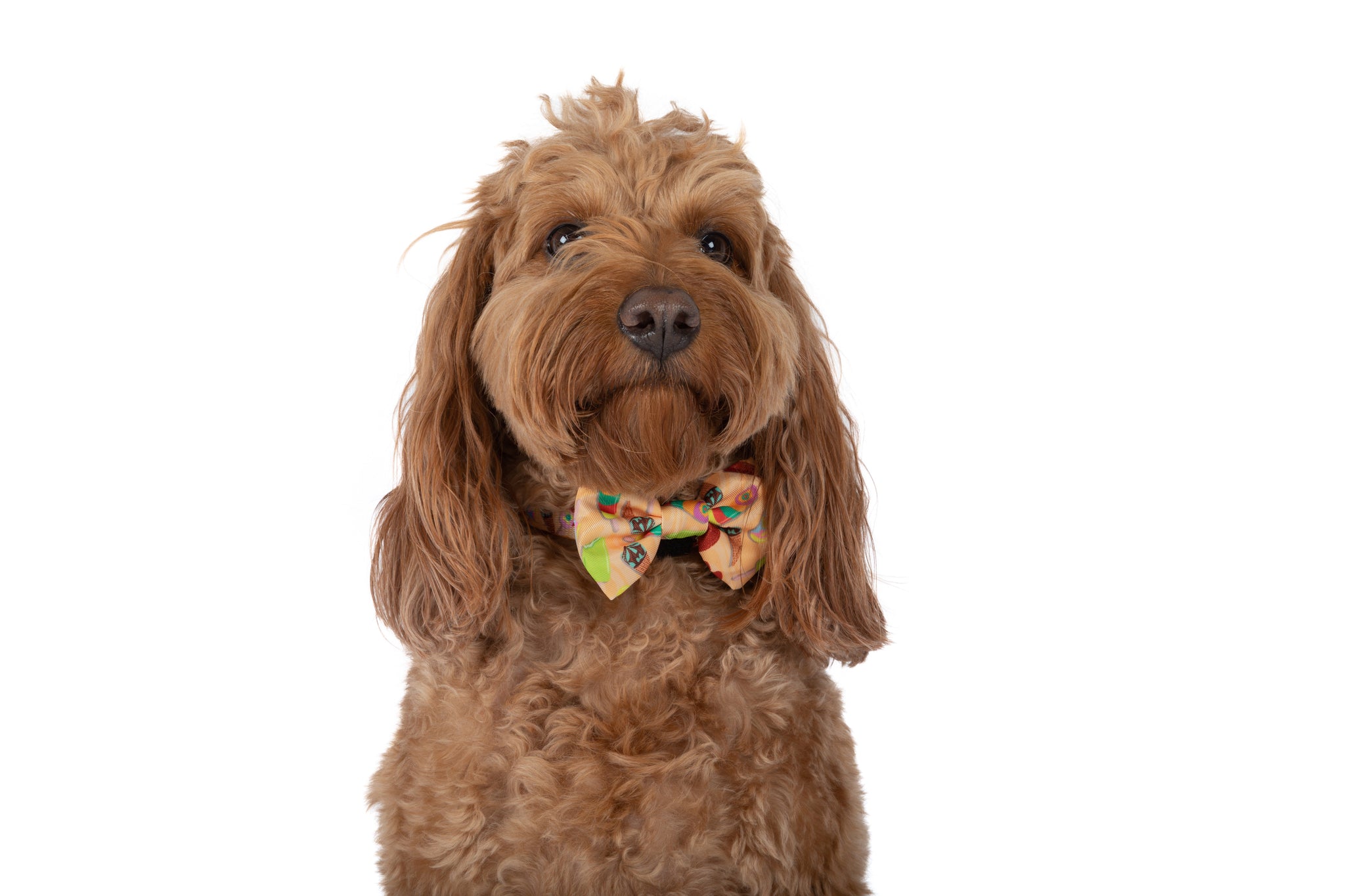 DOG COLLAR & BOW TIE: Aussie Faves {FINAL SALE}