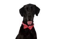 DOG COLLAR & BOW TIE: Cherrylicious {FINAL SALE}