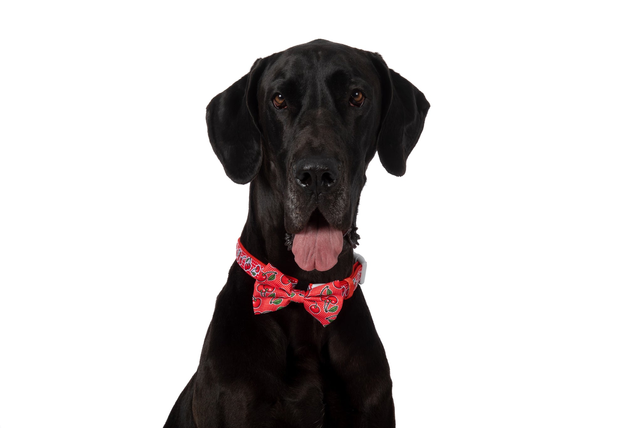 DOG COLLAR & BOW TIE: Cherrylicious {FINAL SALE}