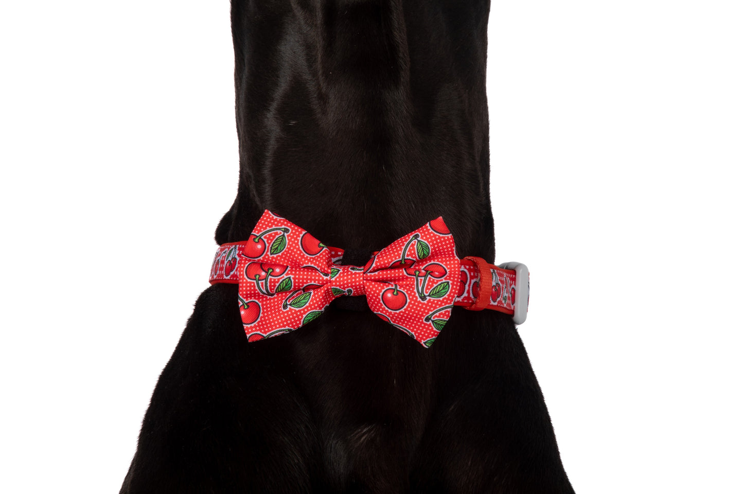 DOG COLLAR & BOW TIE: Cherrylicious {FINAL SALE}