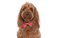 DOG COLLAR & BOW TIE: Cherrylicious {FINAL SALE}