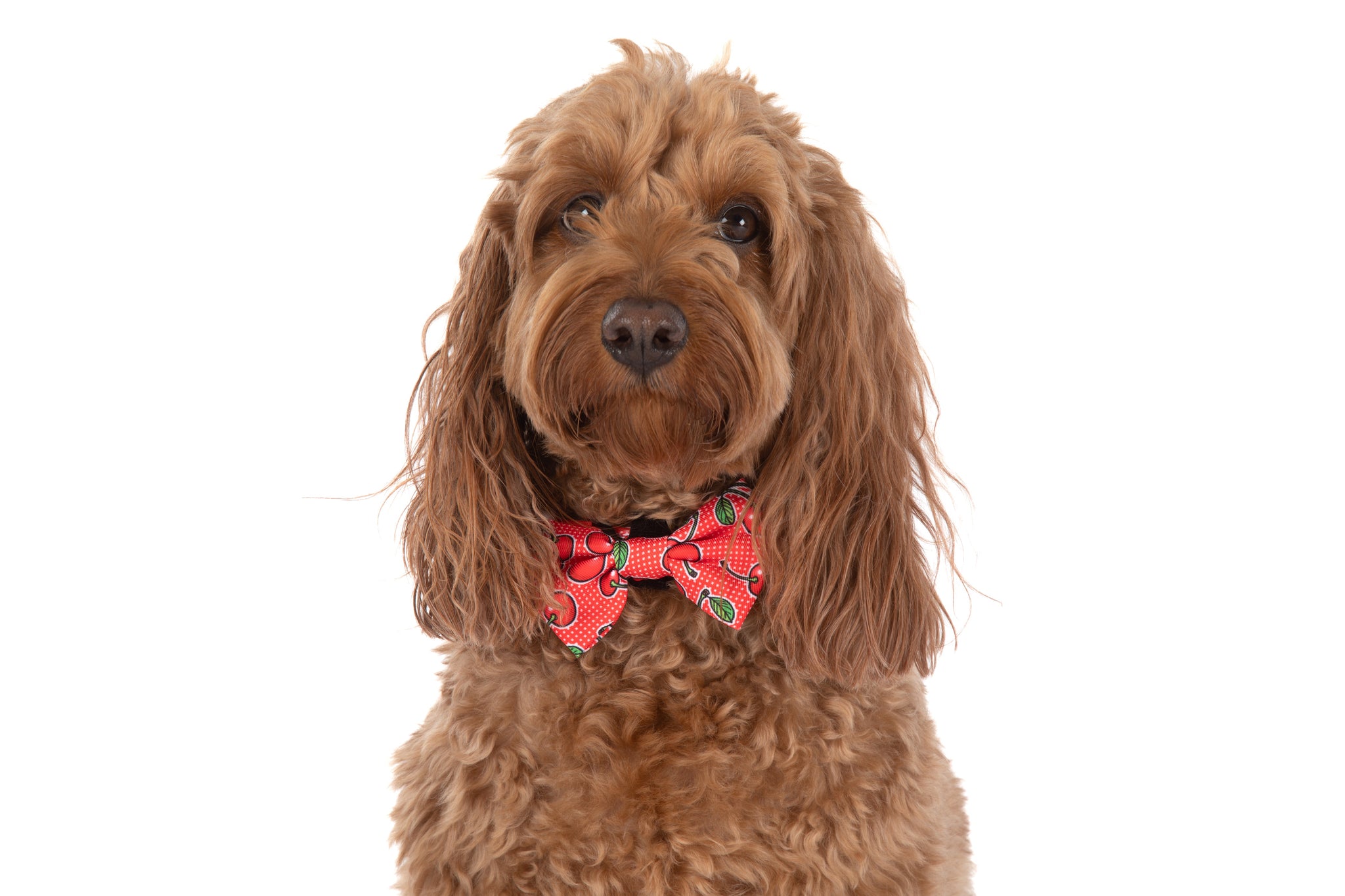 DOG COLLAR & BOW TIE: Cherrylicious {FINAL SALE}