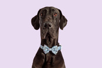 Dog Collar and Bow Tie Lil Angel Blue Stars Clouds