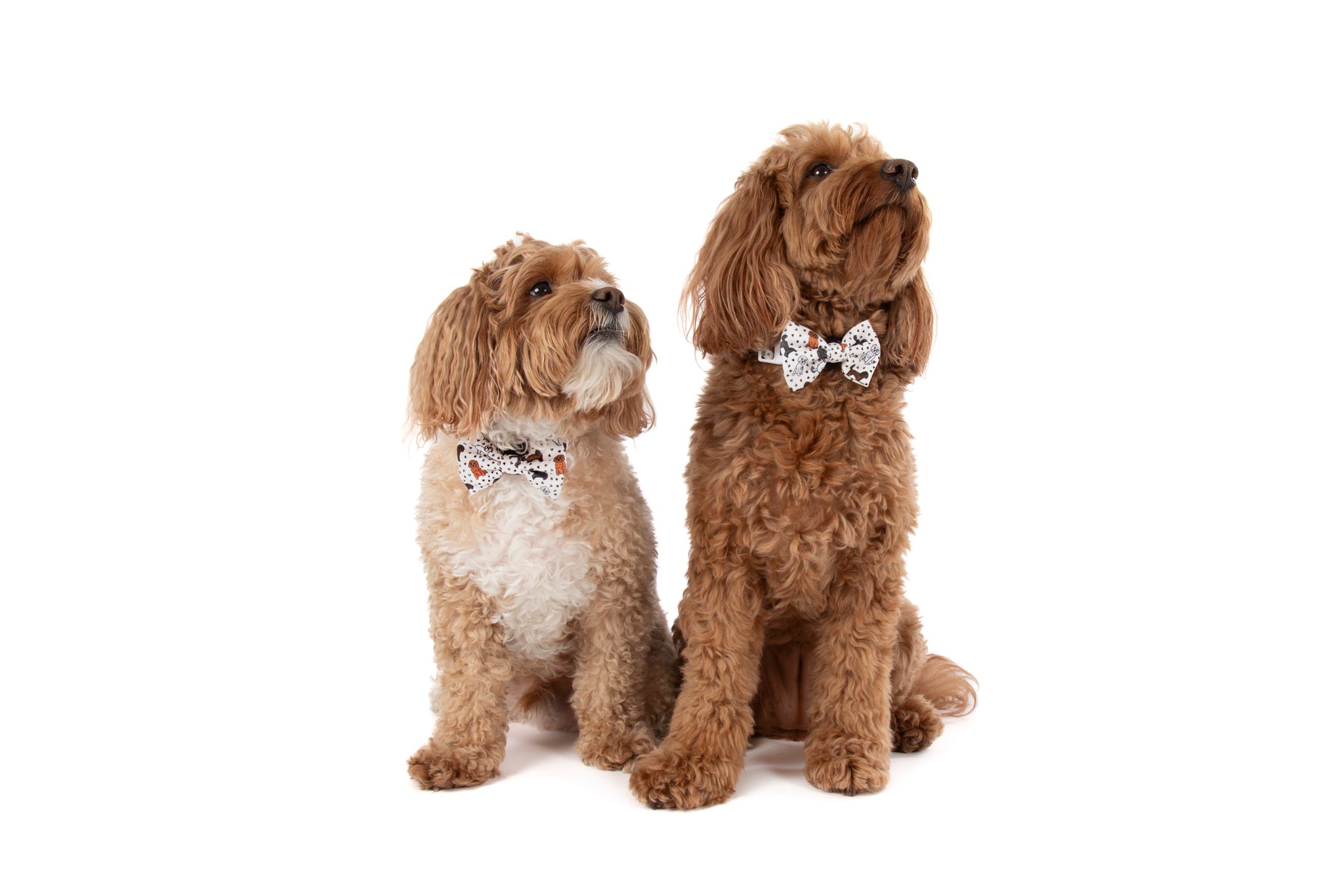 DOG COLLAR (+ BOW TIE option): Oodles of Love