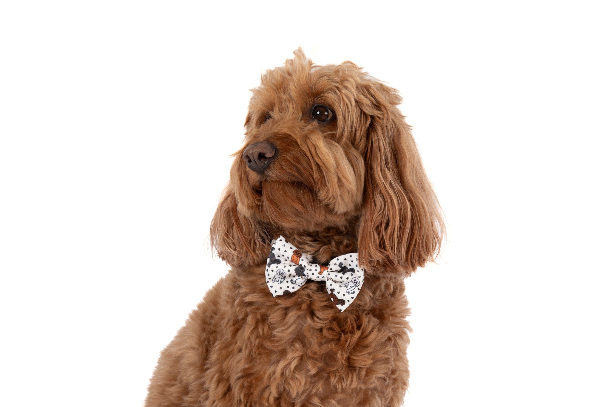 DOG COLLAR (+ BOW TIE option): Oodles of Love