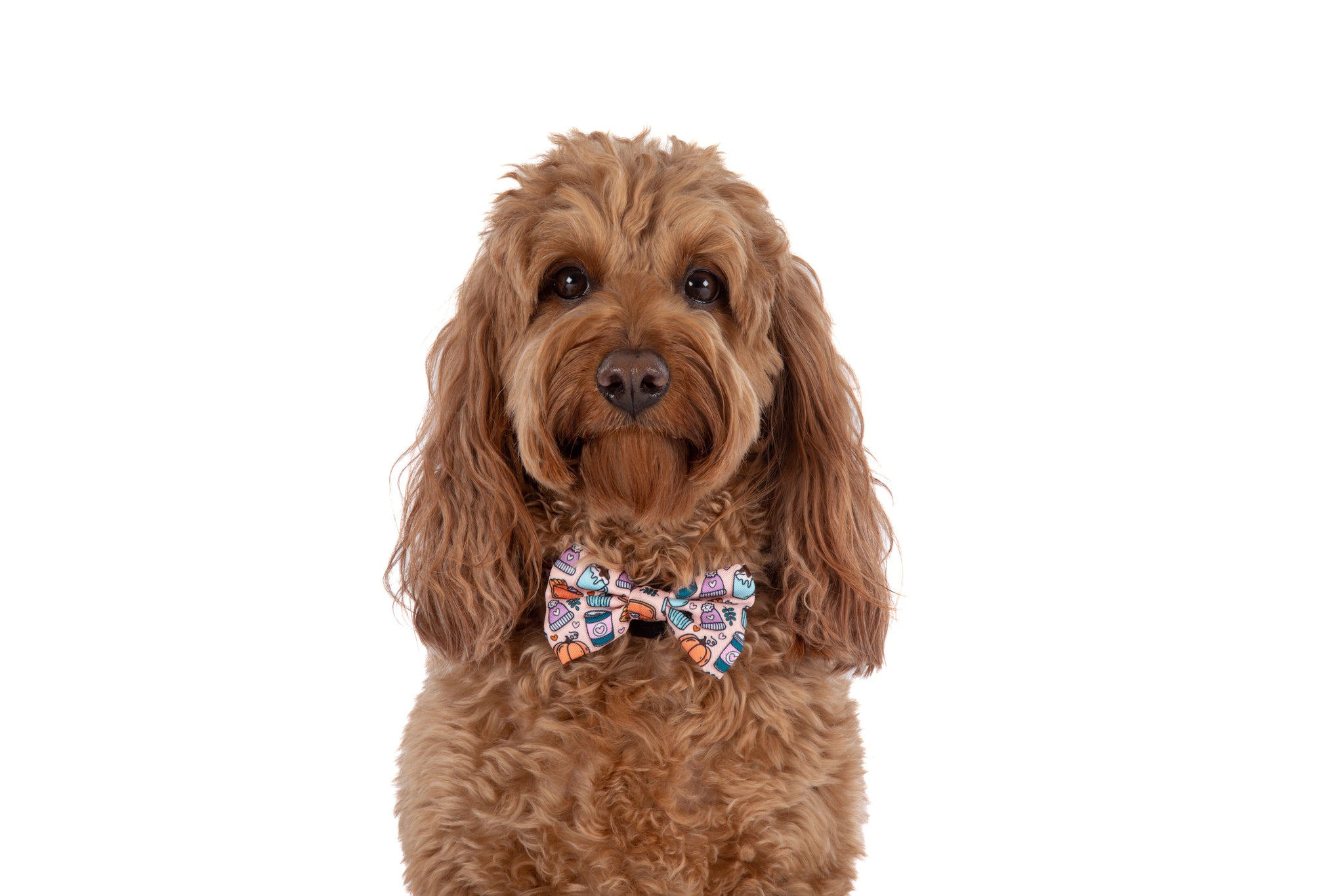 DOG COLLAR & BOW TIE: Pupkin Spice {FINAL SALE}