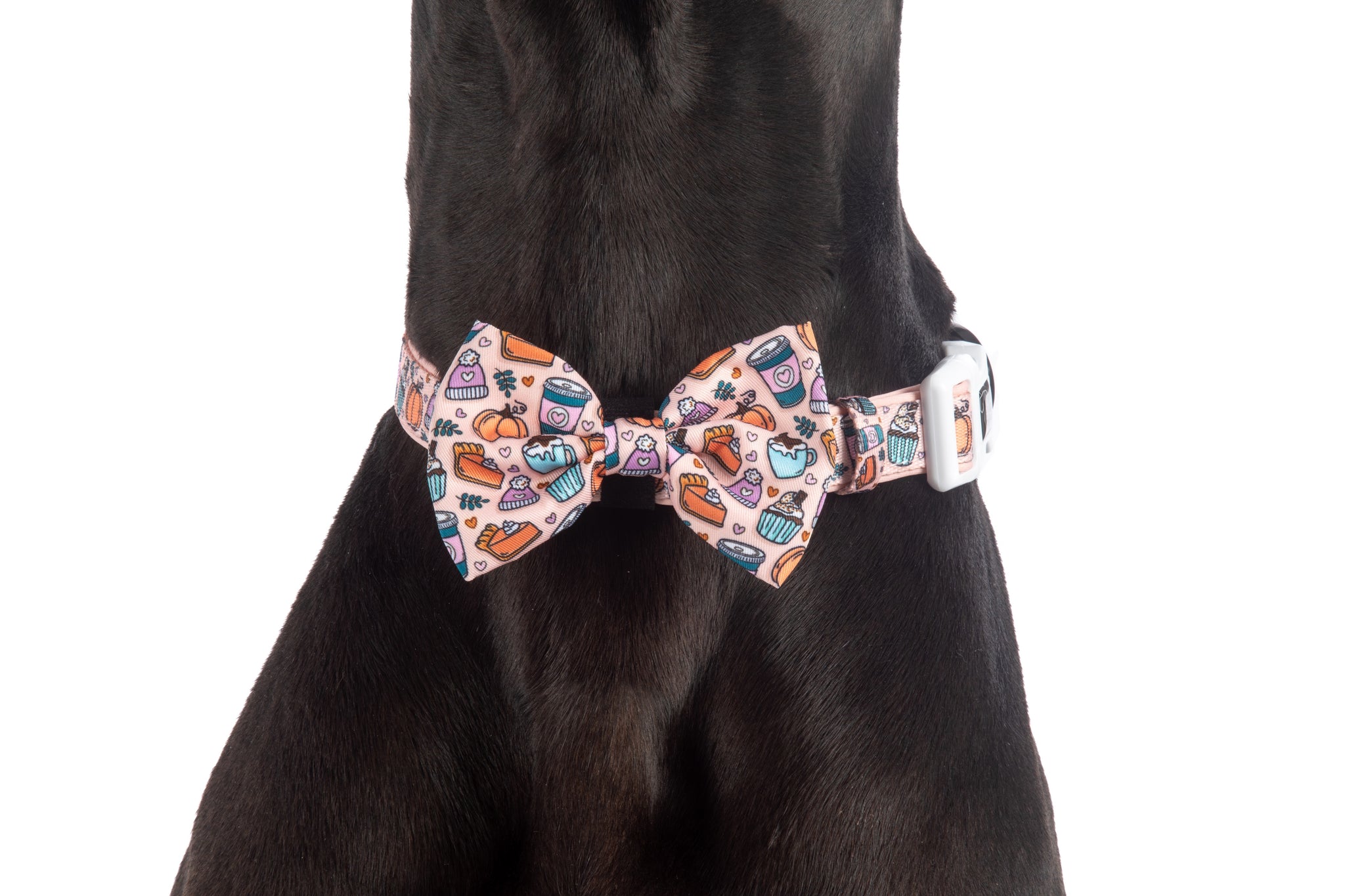 DOG COLLAR & BOW TIE: Pupkin Spice {FINAL SALE}