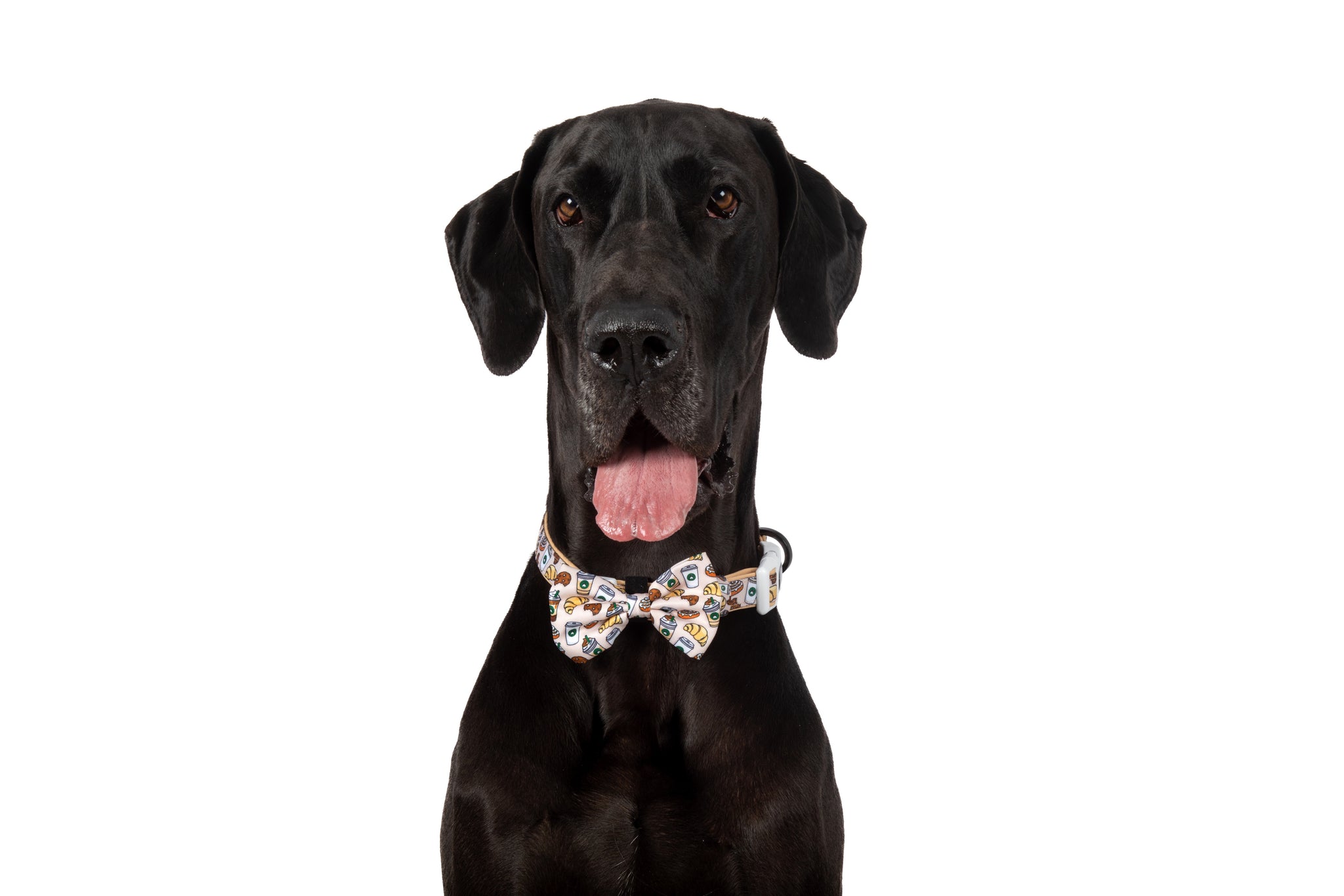 DOG COLLAR & BOW TIE: Pupper Cup {FINAL SALE}