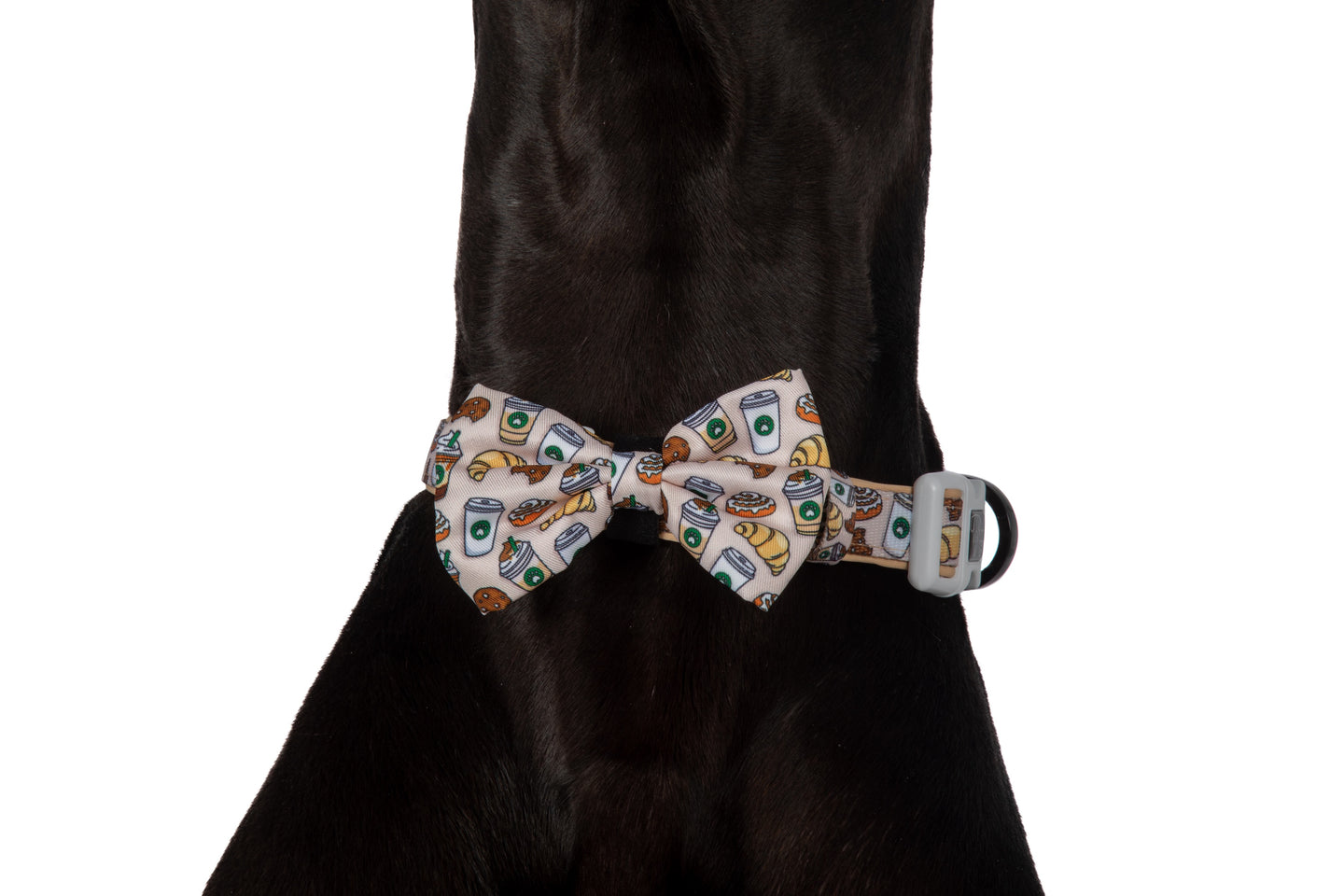 DOG COLLAR & BOW TIE: Pupper Cup {FINAL SALE}