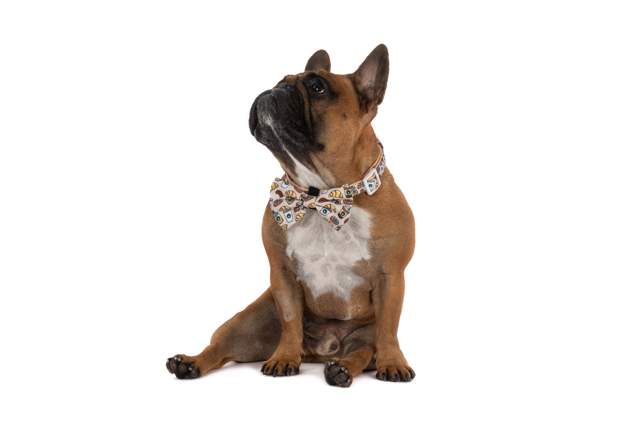 DOG COLLAR & BOW TIE: Pupper Cup {FINAL SALE}