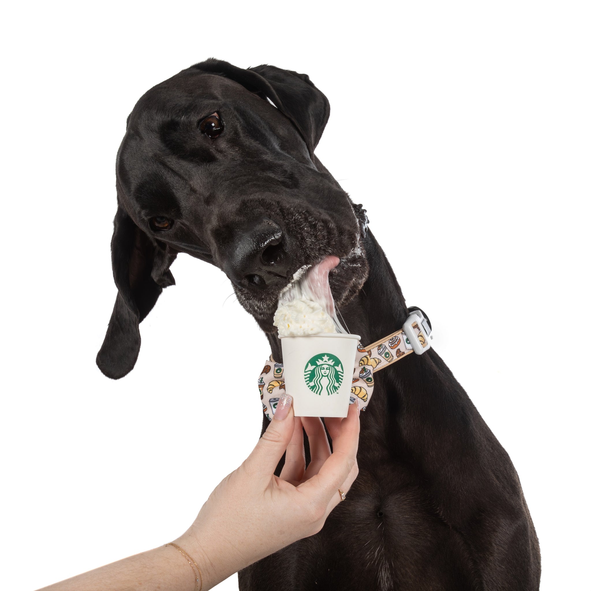 DOG COLLAR & BOW TIE: Pupper Cup {FINAL SALE}
