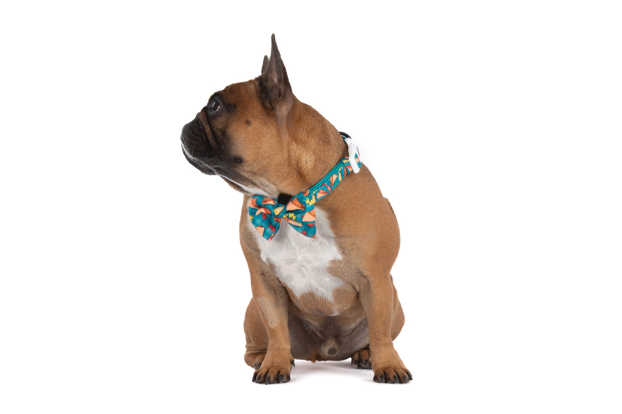 DOG COLLAR & BOW TIE: Sausage Sizzle {FINAL SALE}