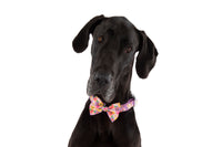 DOG COLLAR (+ BOW TIE option): Spring Fling