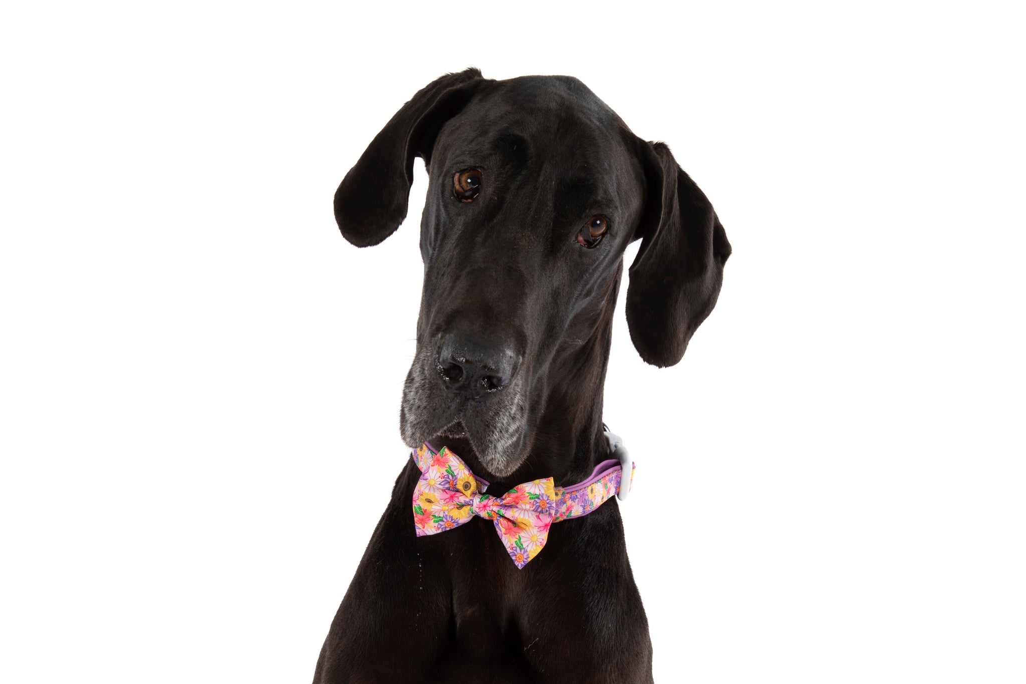 DOG COLLAR (+ BOW TIE option): Spring Fling
