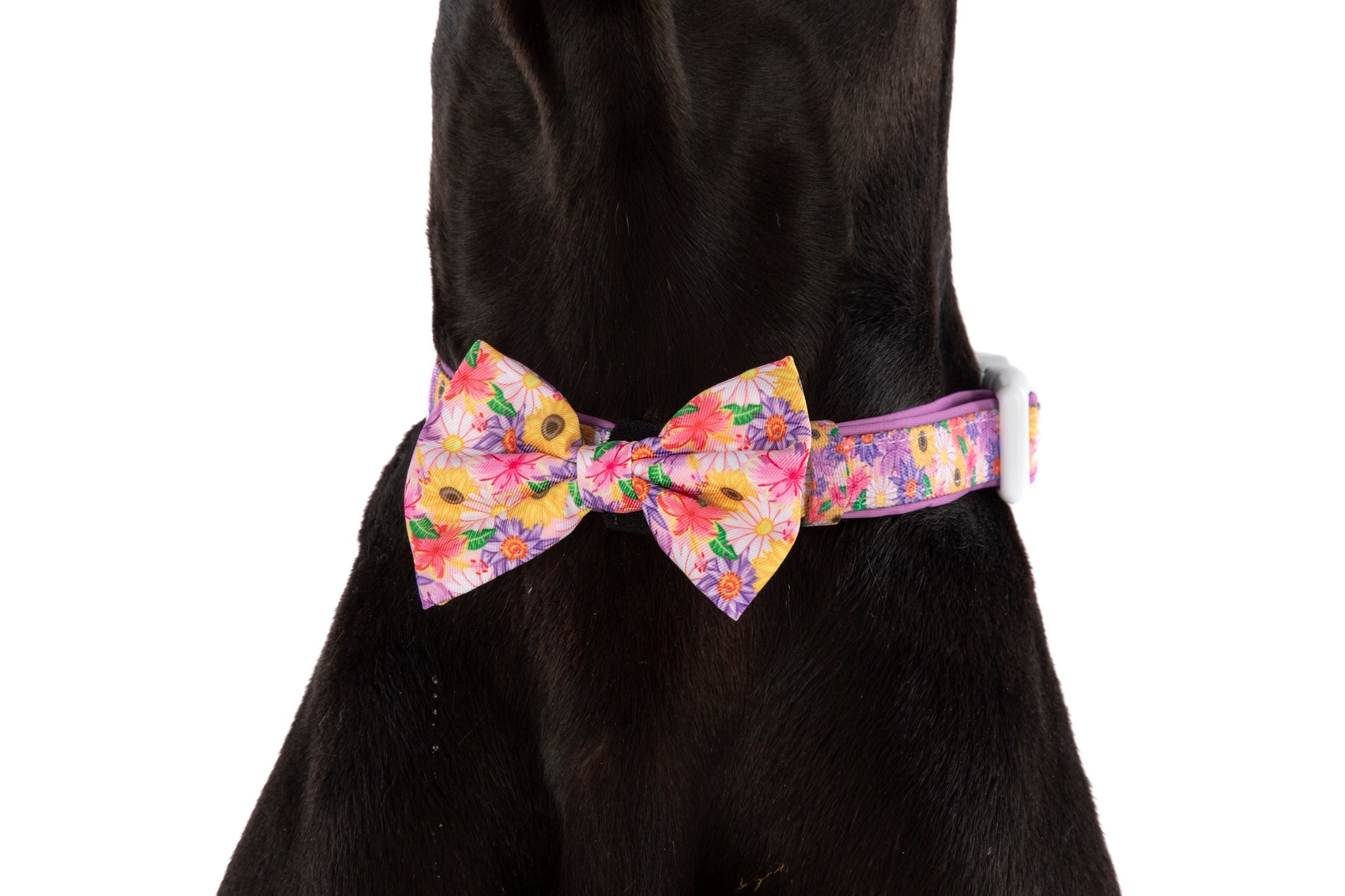 DOG COLLAR (+ BOW TIE option): Spring Fling