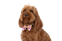 DOG COLLAR (+ BOW TIE option): Spring Fling