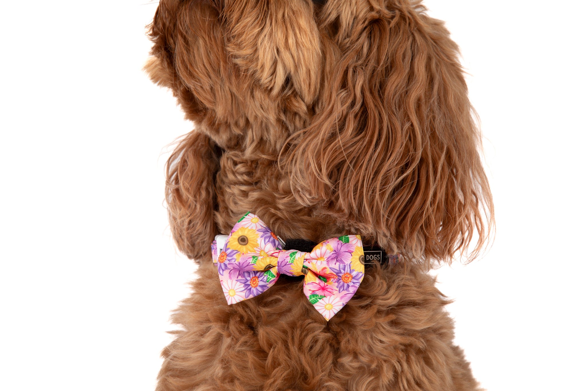DOG COLLAR (+ BOW TIE option): Spring Fling