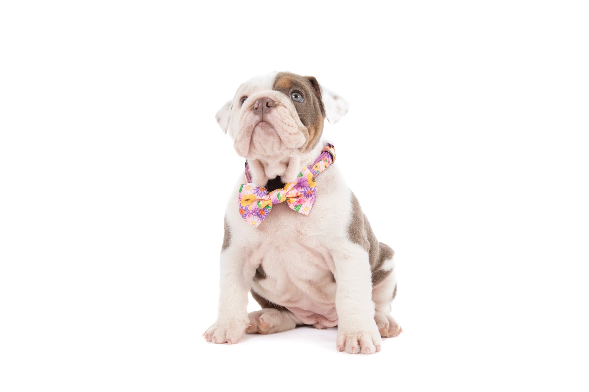 DOG COLLAR (+ BOW TIE option): Spring Fling