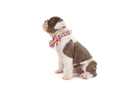 DOG COLLAR (+ BOW TIE option): Spring Fling