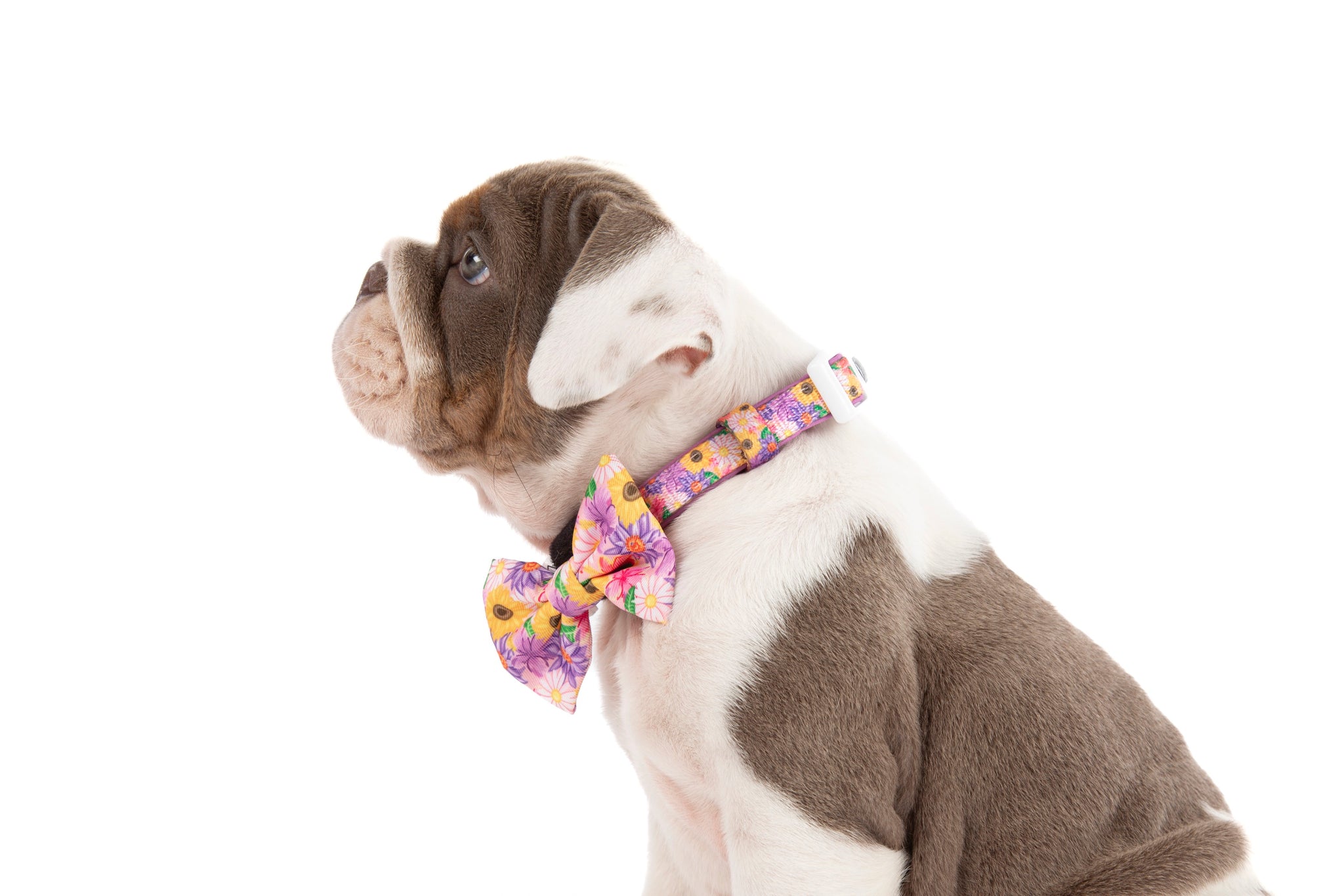 DOG COLLAR (+ BOW TIE option): Spring Fling