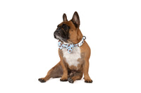 DOG COLLAR (+ BOW TIE option): Cuddle Club