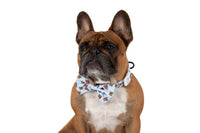 DOG COLLAR (+ BOW TIE option): Cuddle Club