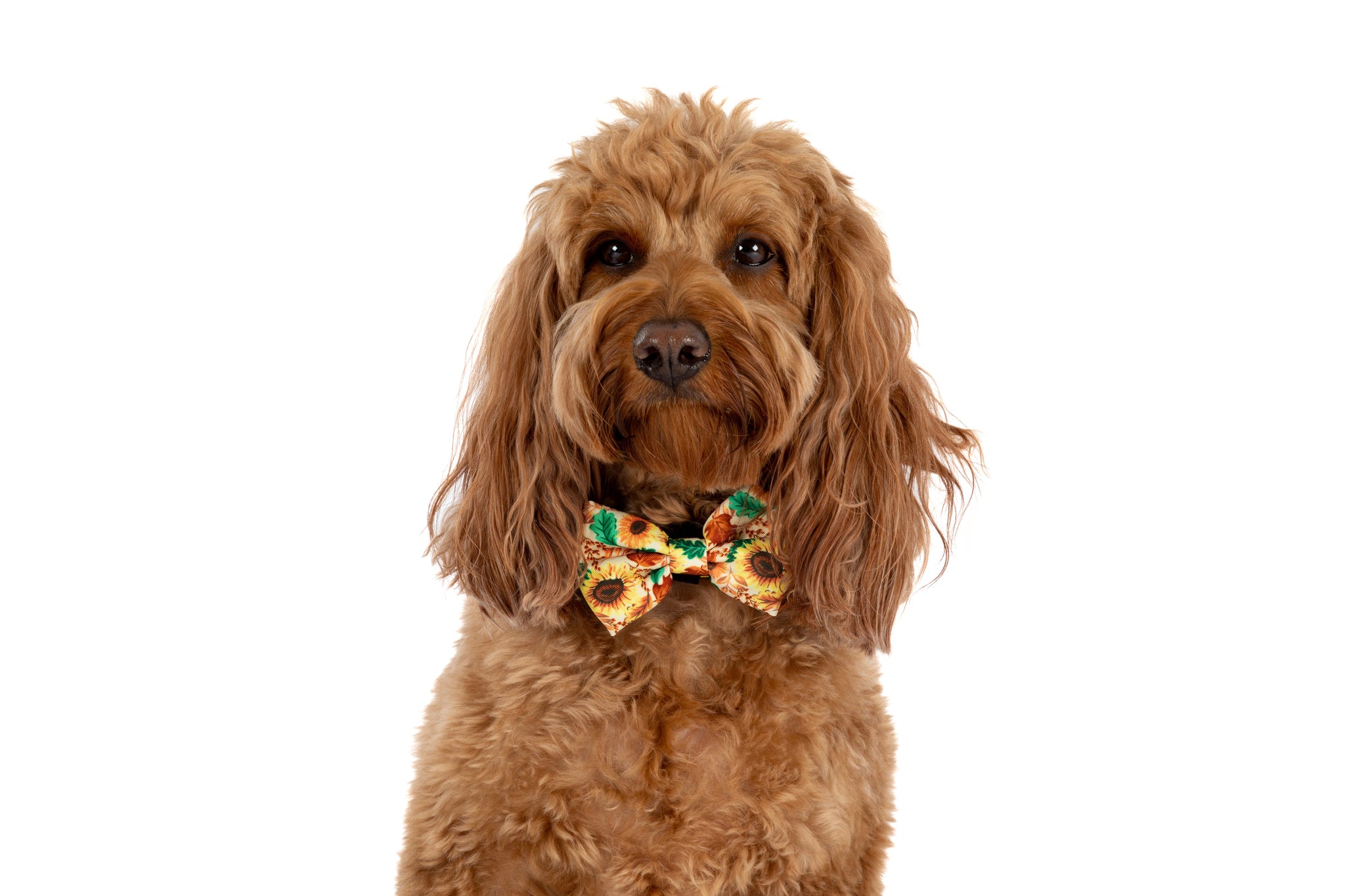 DOG COLLAR & BOW TIE: Winter Blooms {FINAL SALE}
