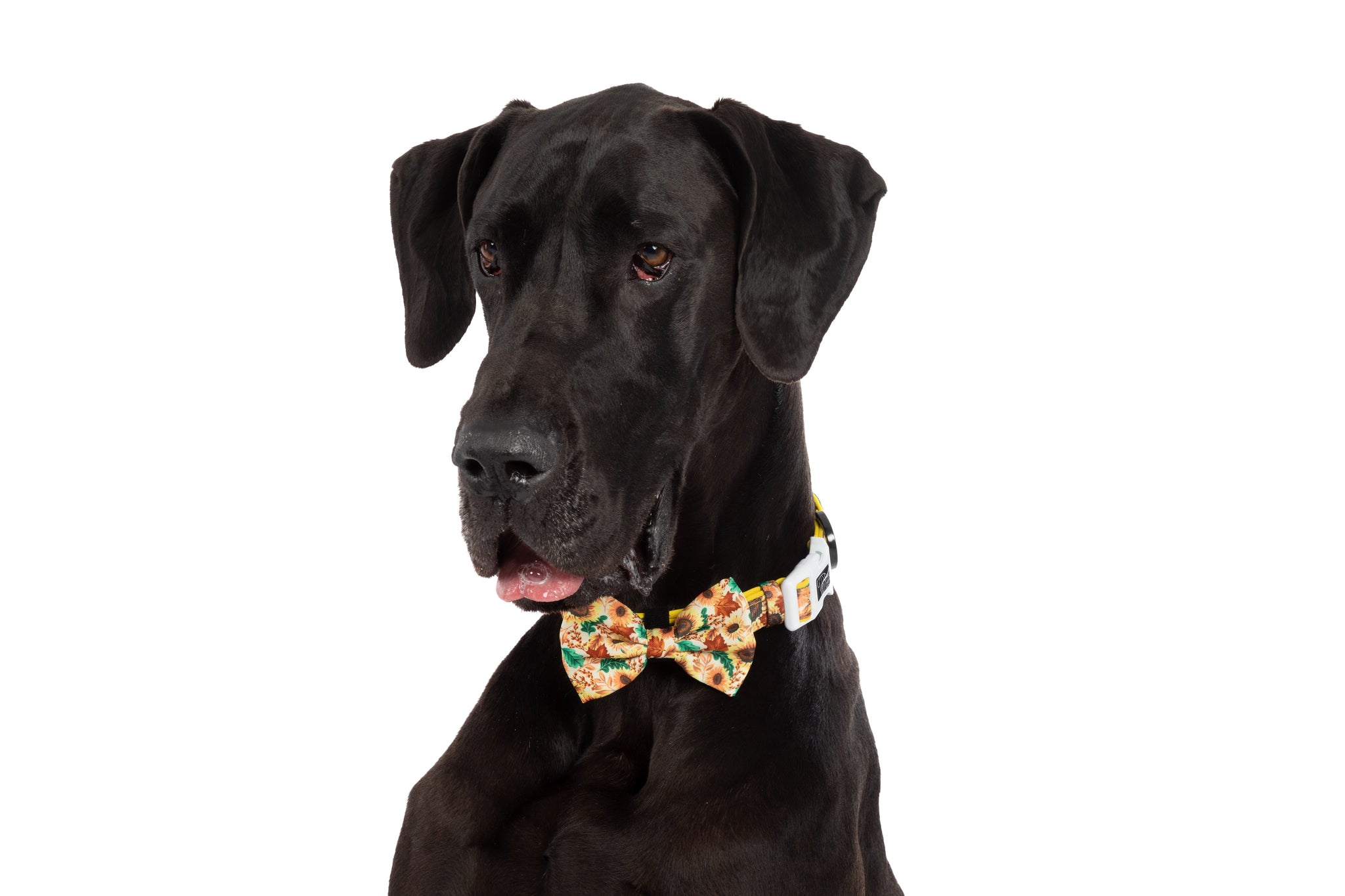 DOG COLLAR & BOW TIE: Winter Blooms {FINAL SALE}