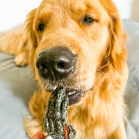 DOG TREATS | Rover Pet Products: Got Crocs - Crocodile Feet