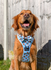 THE ALL-ROUNDER DOG HARNESS: Cuddle Club