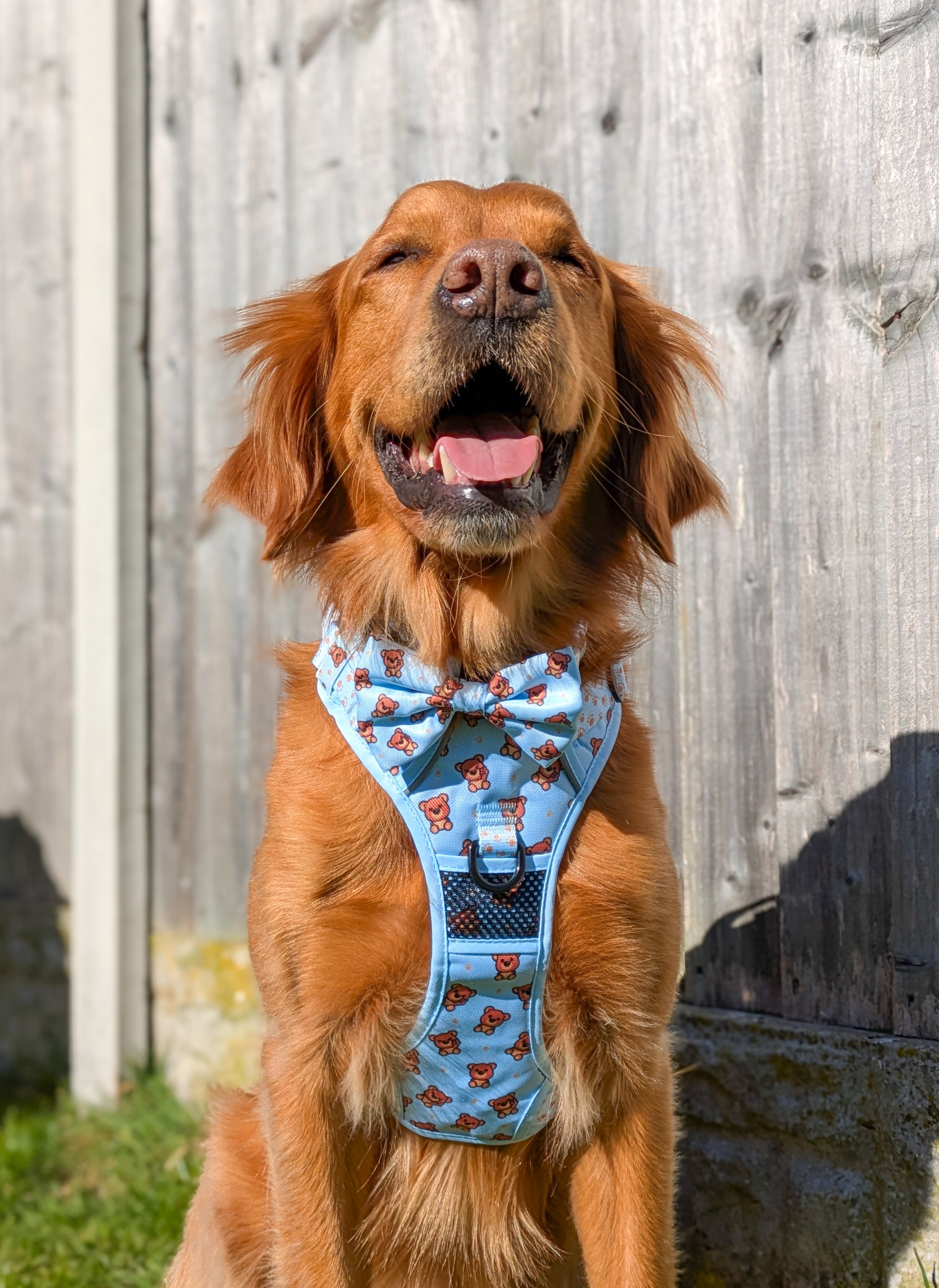 THE ALL-ROUNDER DOG HARNESS: Cuddle Club