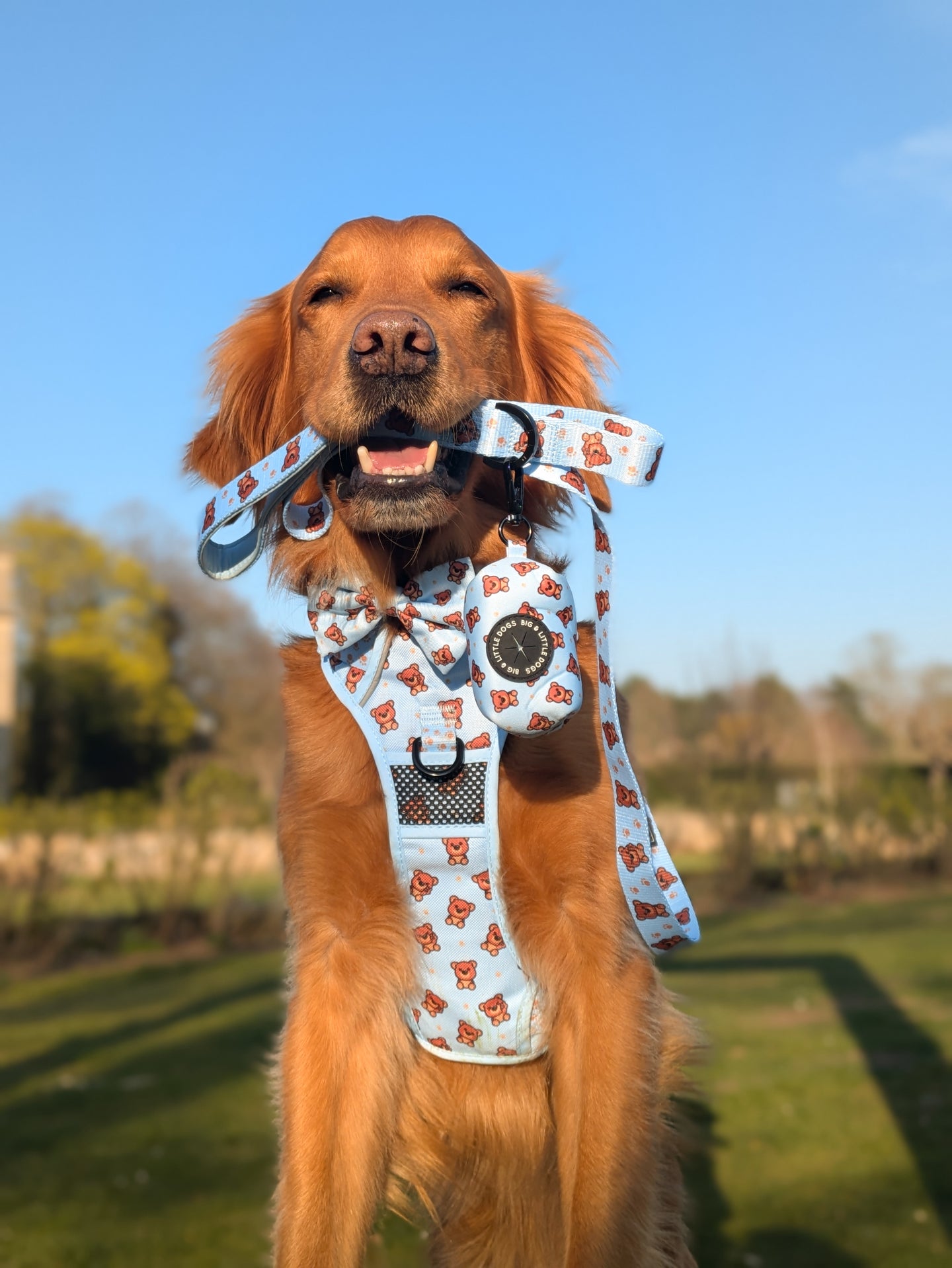DOG LEASH: Cuddle Club