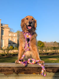 DOG LEASH: Spring Fling