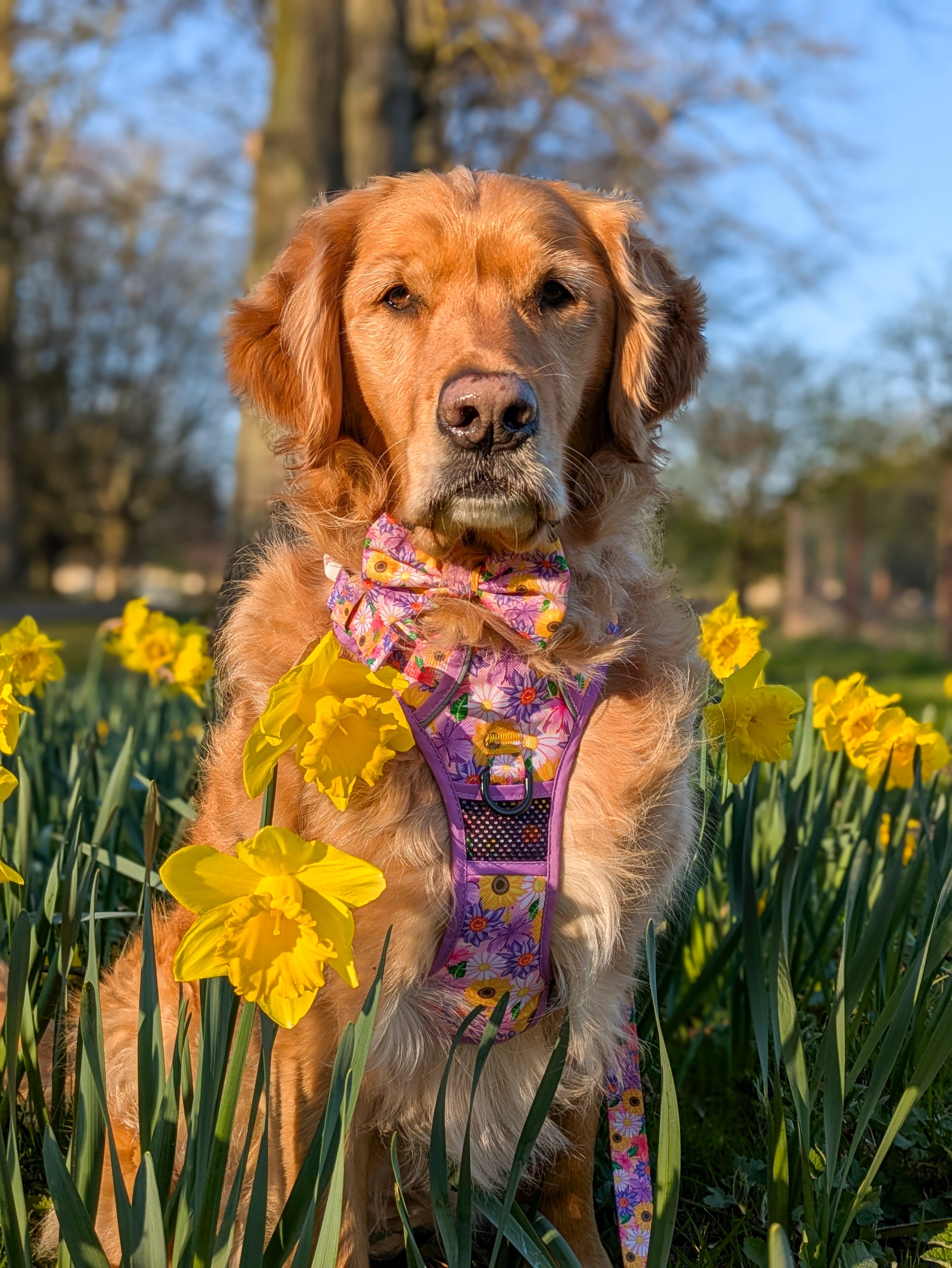 THE ALL-ROUNDER DOG HARNESS: Spring Fling