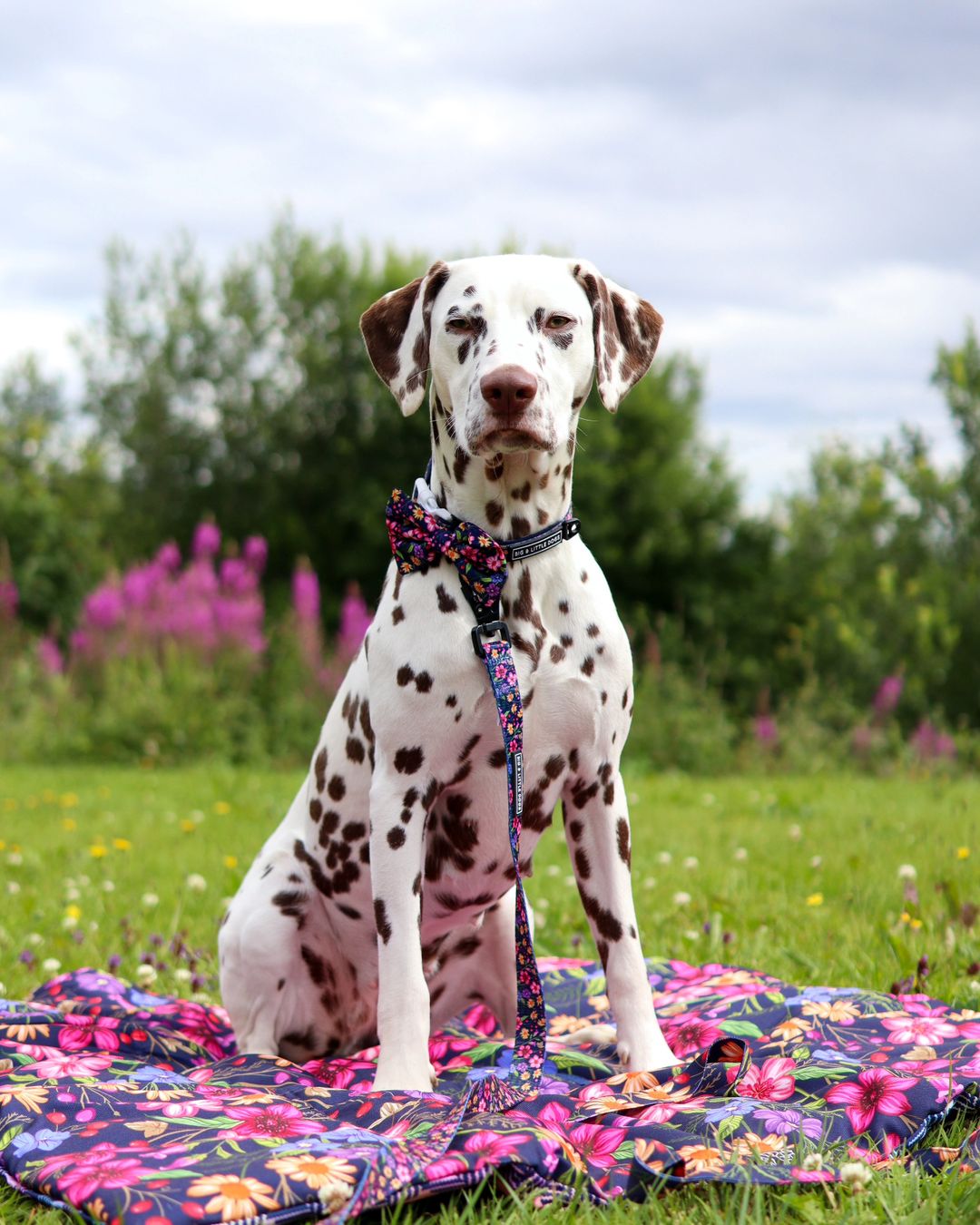 DOG COLLAR (+ BOW TIE option): Petal Paradise