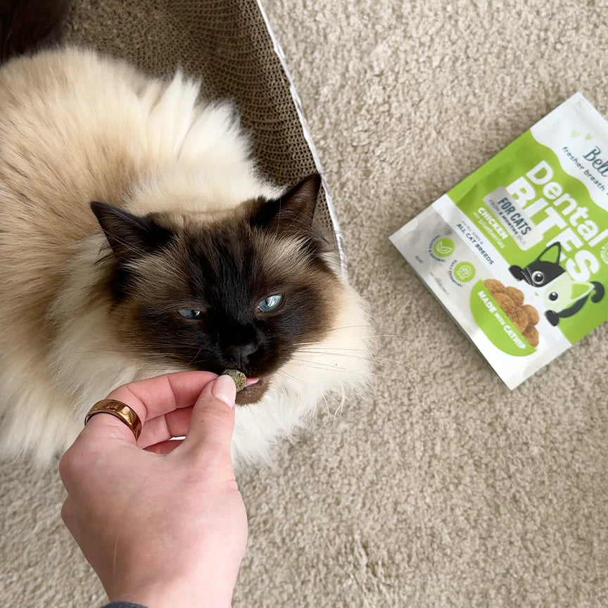 CAT TREATS: Bell & Bone Cat Dental Bites - Chicken/Blueberry 80g