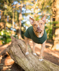 DOG STRETCH FLEECE | Goldpaw: Hunter Green